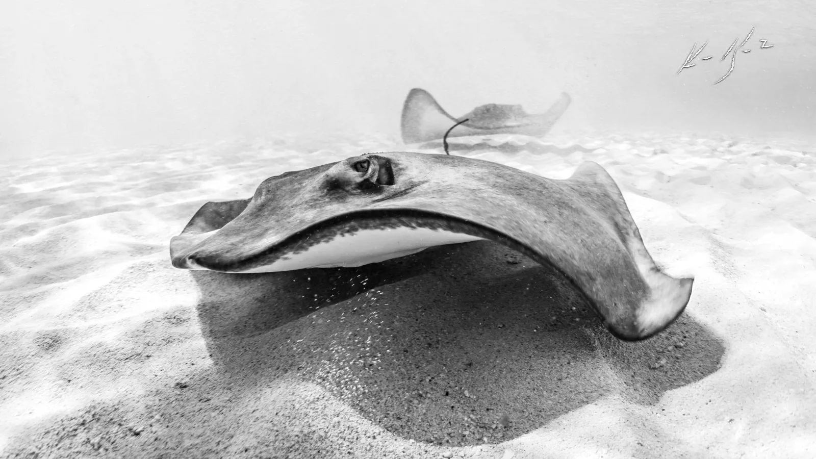 A southern stingray gliding over the sandy bottom at Honeymoon Harbour, photographed in black and white
