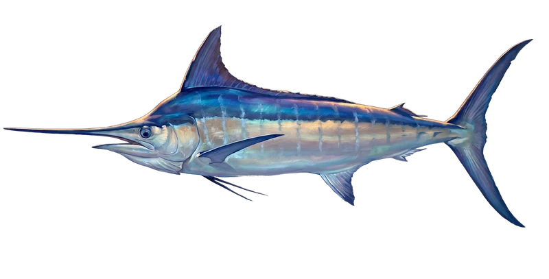 Illustration of a blue marlin swimming in bluewater off Bimini — the Gulf Stream edge, a mile off the beach.