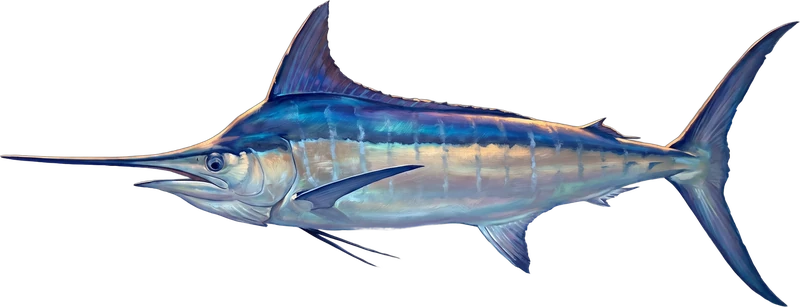 Blue Marlin drawn 16 ft 5 in long beside a six-foot adult at the same scale