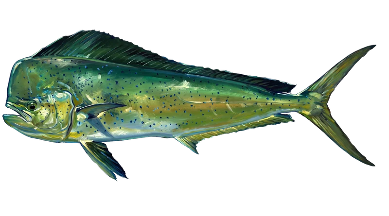 Illustration of a mahi (dolphin) swimming in bluewater off Bimini — the Gulf Stream edge, a mile off the beach.