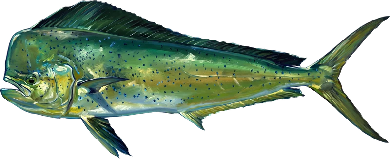 Mahi (Dolphin) drawn 3 ft 6 in long beside a six-foot adult at the same scale