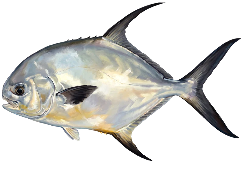 Illustration of a permit swimming in the flats off Bimini — gin-clear over white sand.