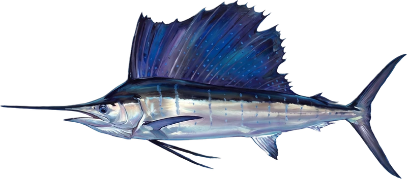 Sailfish drawn 7 ft 6 in long beside a six-foot adult at the same scale
