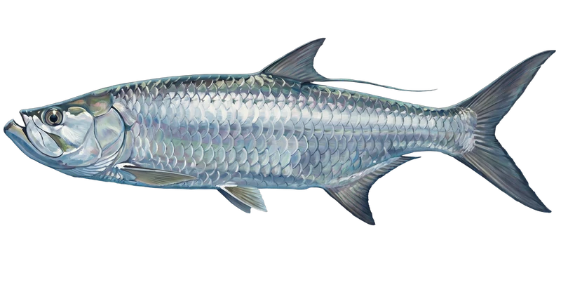 Illustration of a tarpon swimming in the flats off Bimini — gin-clear over white sand.