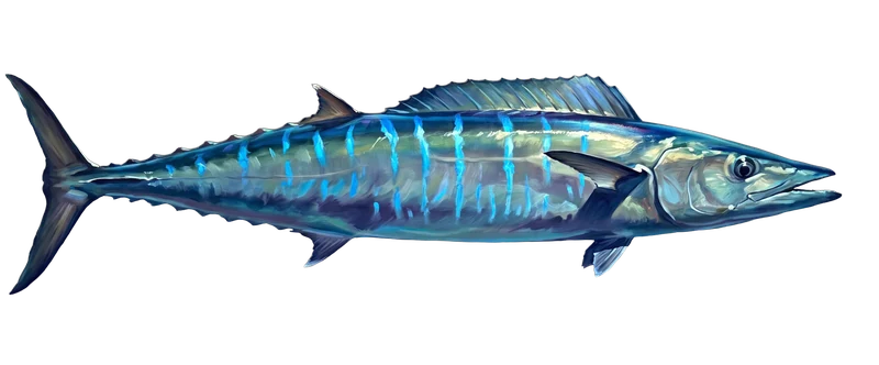 Illustration of a wahoo swimming in bluewater off Bimini — the Gulf Stream edge, a mile off the beach.