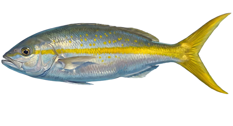 Illustration of a yellowtail snapper swimming in the reef off Bimini — patch coral and hard bottom.